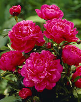 Без бренда «2KMB-4036» в Нижневартовске