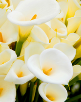 Без бренда «Белые каллы» в Нижневартовске