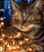 Без бренда «2KXSB-0678» в Нижневартовске