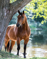 Без бренда «Коробка 20 шт: Лошадь у дерева» в Нижневартовске