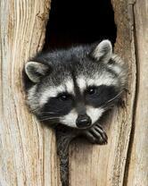 Без бренда «Енот в дупле» в Нижневартовске