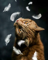 Без бренда «Кот среди перышек» в Нижневартовске