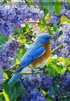 Коробка 25 шт. картин по номерам BOX25-GX25325