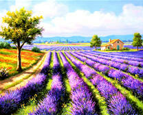 Поле цветущей лаванды