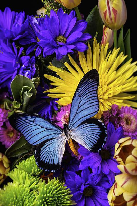 Картина по номерам 40x50 Голубая бабочка на цветущих хризантемах