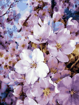 Весеннее цветение яблонь