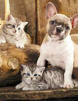 Без бренда «Милый щенок французского бульдога и два котёнка» в Нижневартовске