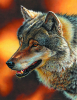 Без бренда «Взрослый серый волк» в Нижневартовске