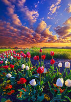 Без бренда «Поле тюльпанов под облачным небом» в Нижневартовске в интернет-магазине  Без бренда «Поле тюльпанов под облачным небом» в Нижневартовске